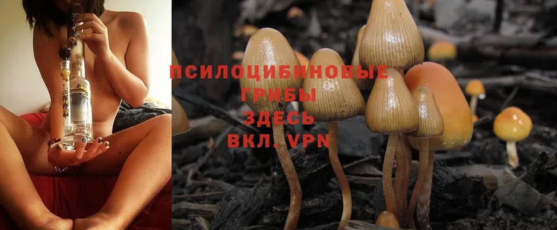 Псилоцибиновые грибы MAGIC MUSHROOMS  сколько стоит  Грязовец 